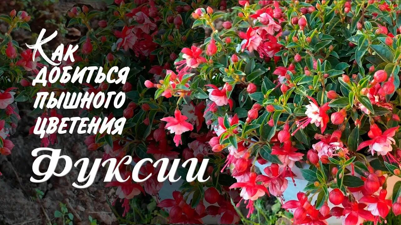 Петуния обильное цветение. Как добиться пышного цветения. Петуния ампельная. Как добиться пышного цветения. Ампельная петуния тайфун черри.