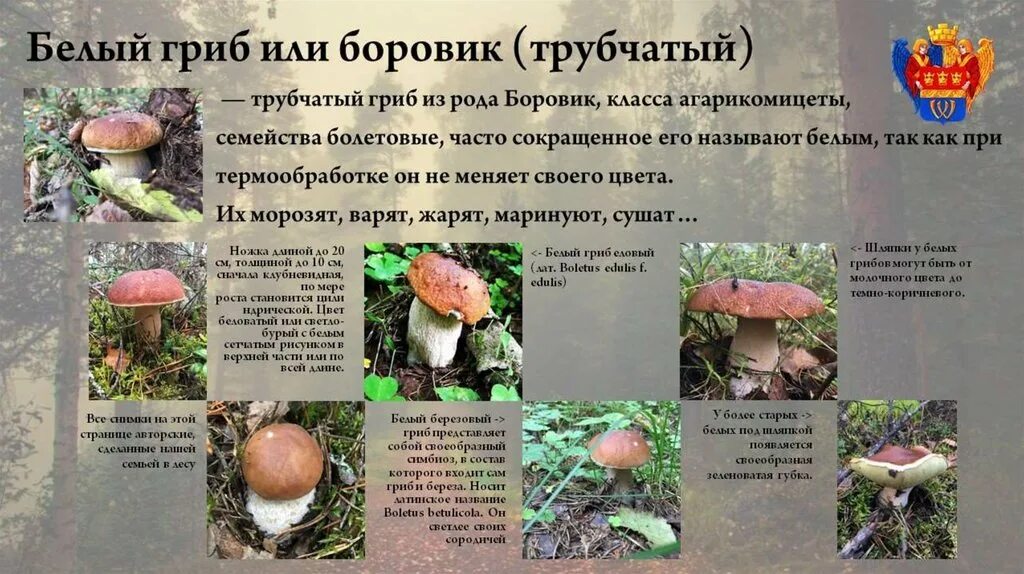 Белый гриб описание 5 класс. Гриб боровик описание. Особенности белого гриба. Белый ( боровик) это съедобная гриб или нет. Боровик сетчатый boletus reticulatus.