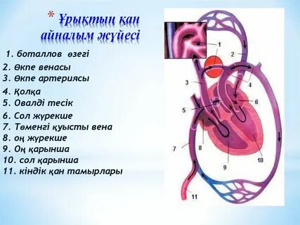 Қан айналым шеңбері