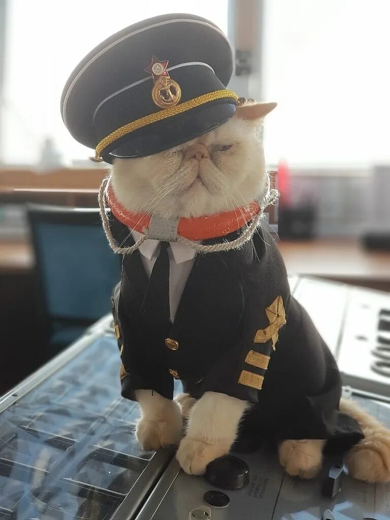 брошка морячок. кофейный кот десантник. мягкая игрушка кот моряк.