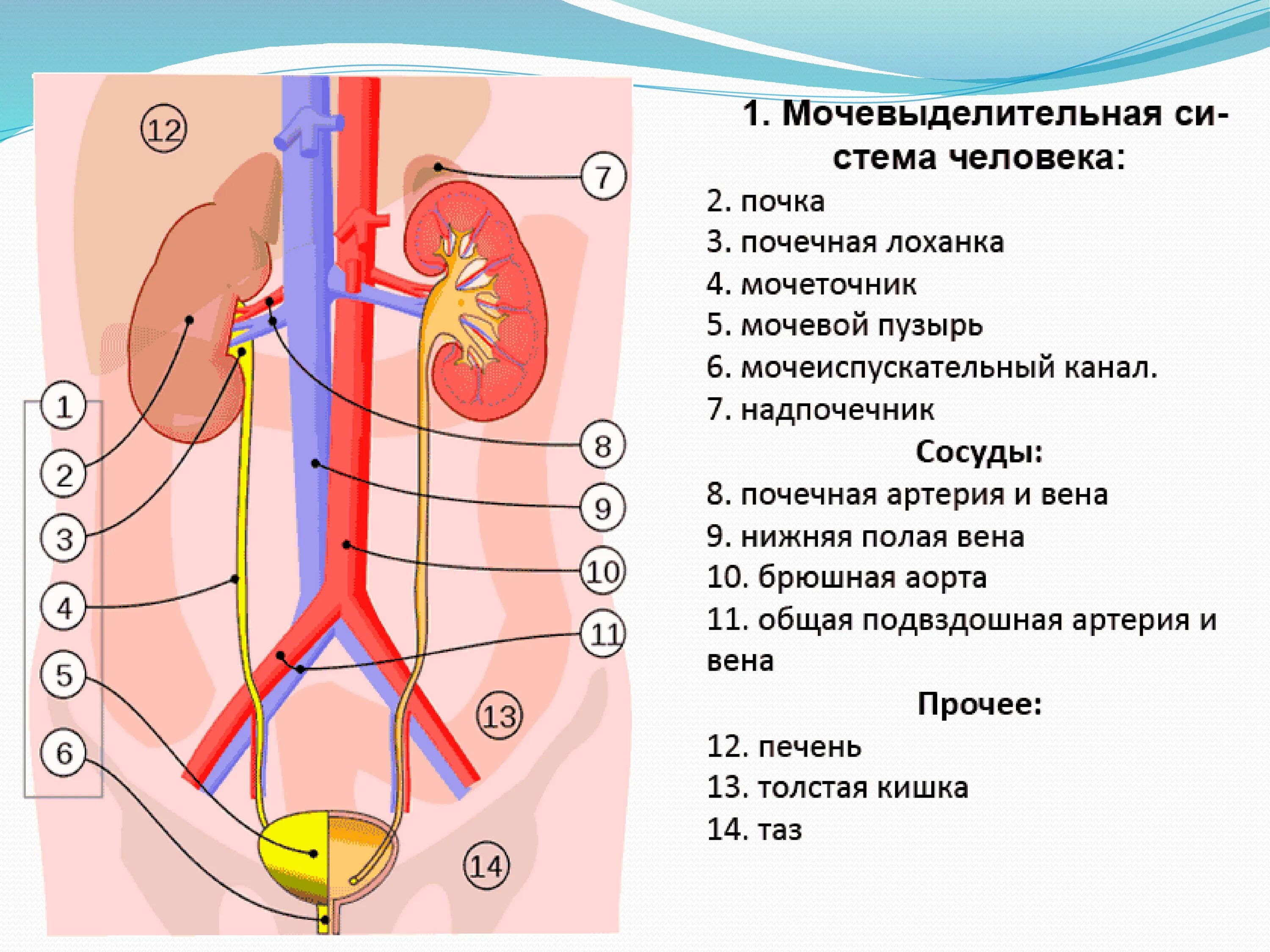 Определение местоположения почек на муляже 9 класс. Схема строения выделительной системы. Схема мочевыделительной системы человека. Органы выделительной системы человека схема. Органы мочевыделительной системы схема.