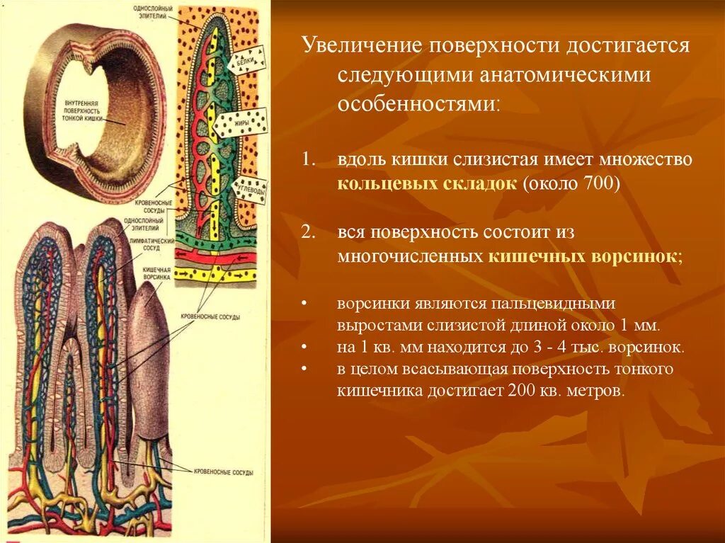 Вырост слизистой оболочки тонкого кишечника. Строение ворсинки тонкой кишки. Строение ворсинки тонкого кишечника. Кишечная Ворсинка.