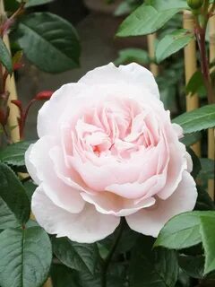 Vie rose