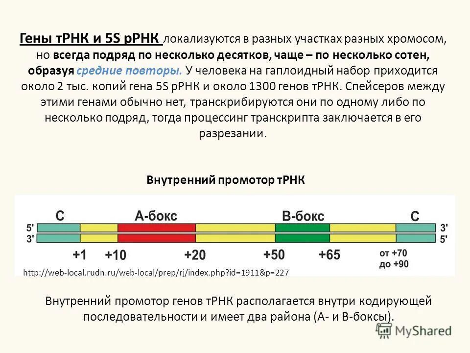 Ген кодирует информацию о структуре нескольких белков. Ген кодирует информацию о структуре нескольких белков