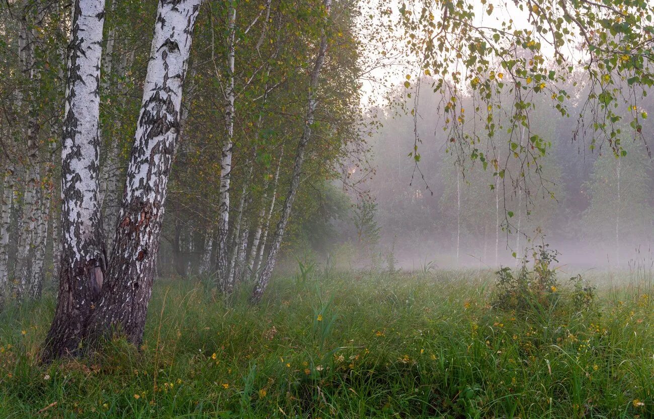 Звучащая роща. Березовая роща климат. Природа после дождя. Лес после дождя.