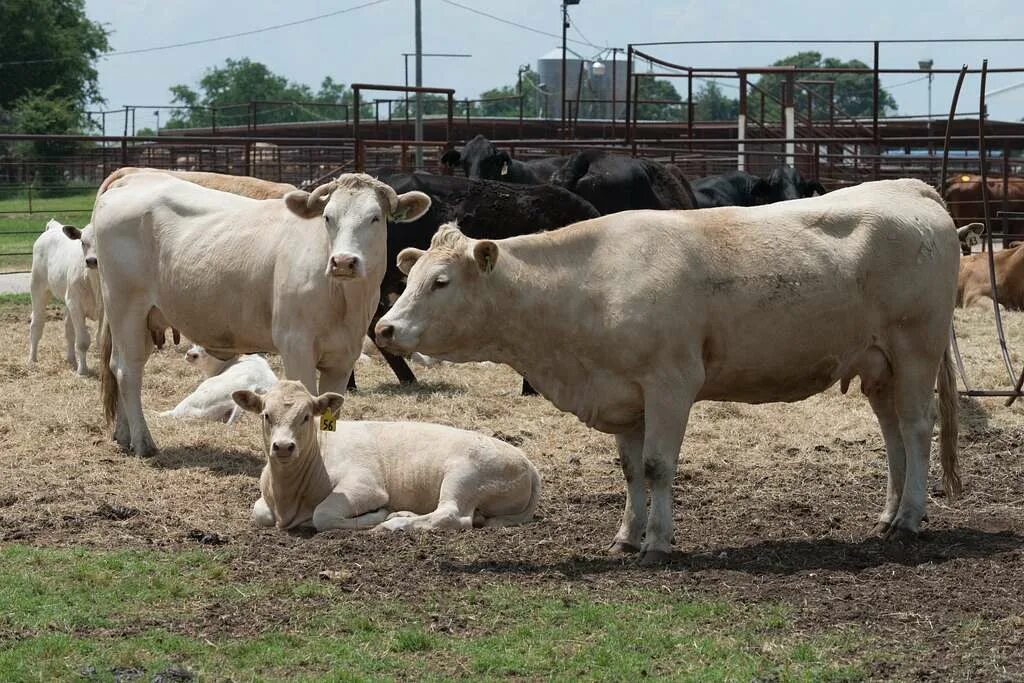 Feed lot. Ограждение для скота. Фидлот. Feed lot. Feed lot.