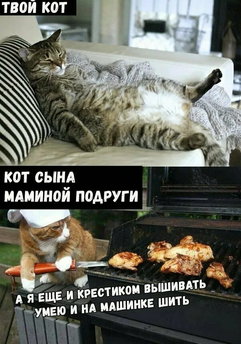 Мемы про котят. Мемы про котов. Прикольные мемы про котов. Катава мемы. Мем Кэт.