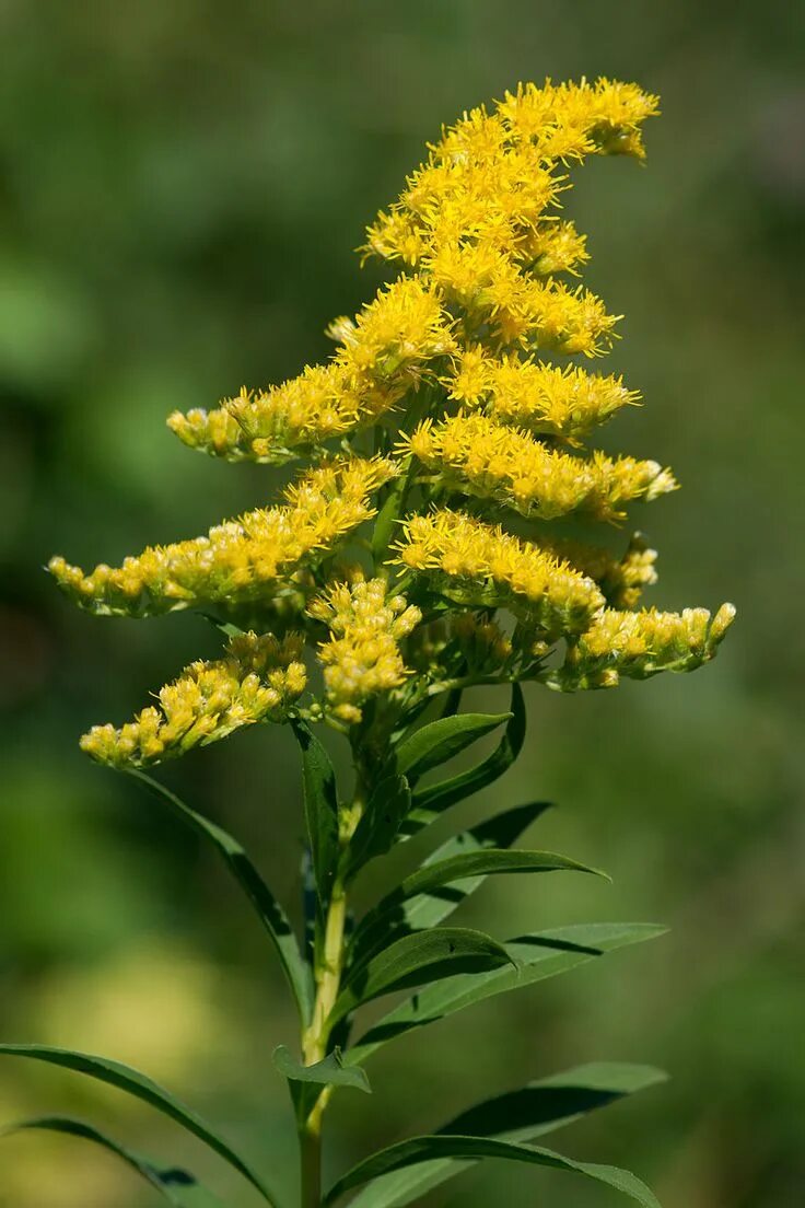 Солидаго, золотарник (solidago). Золотая розга (золотарник). Золотарник цвет. Золотарник канадский патио. Солидаго канадский.