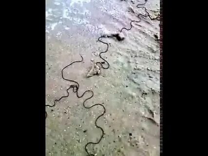 Черный конский волос
