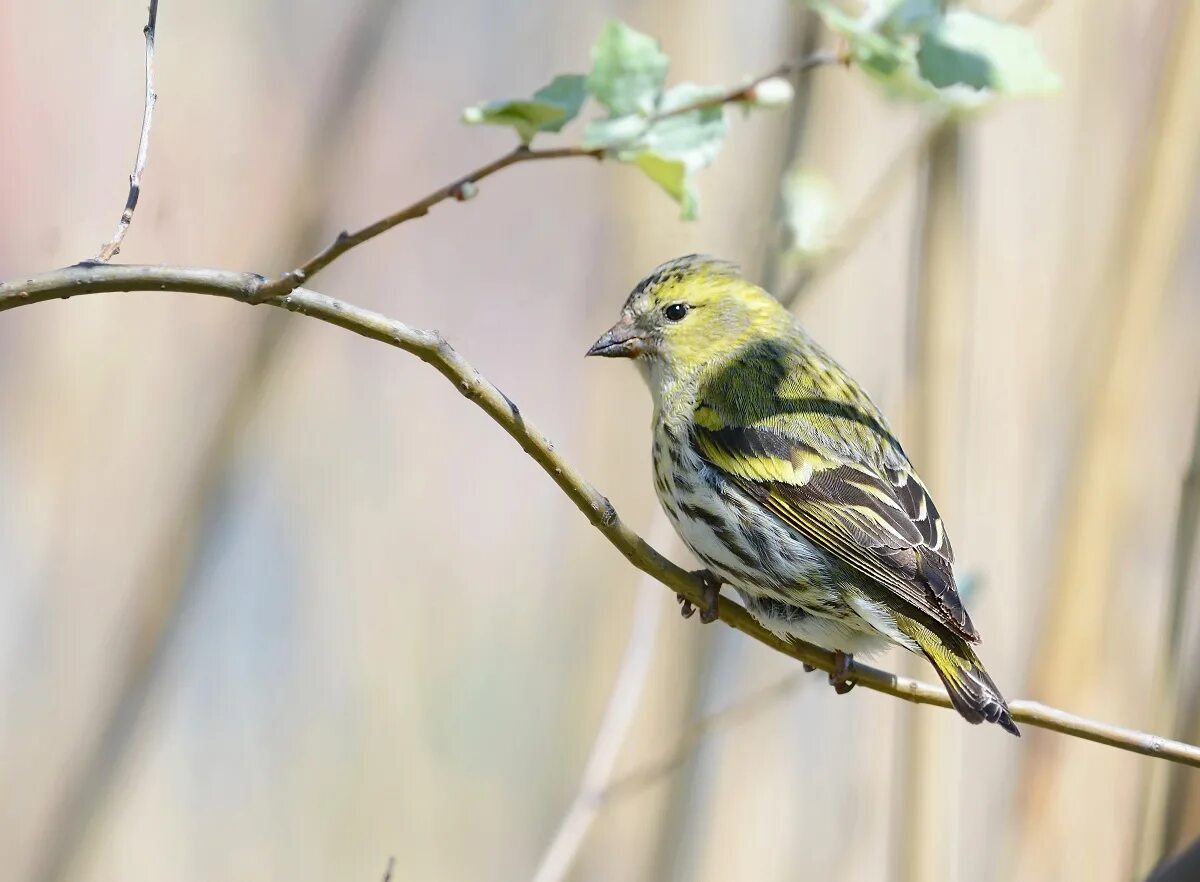 Чижик михайловск. Spinus Spinus Чиж. Чиж (Spinus Spinus l.). Чижик птица. Spinus Spinus Чиж самка.