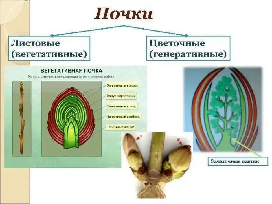 Вегетативная почка и генеративная почка. Строение листовой почки. Вегетативные органы растений почки. Строение цветочной почки. Зачаточные генеративные почки