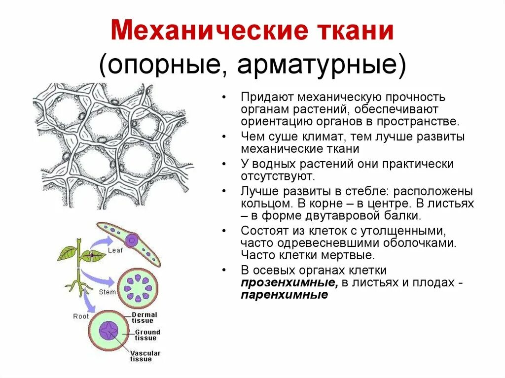 Какое значение имеет клетка в растении