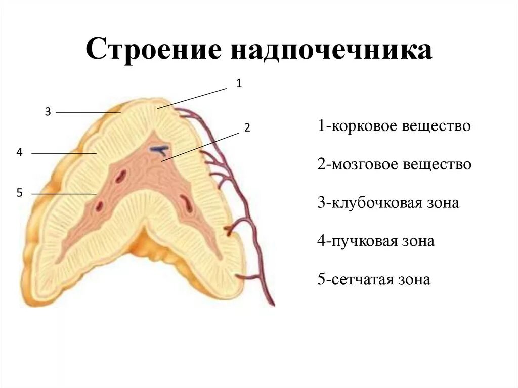 Строение коры надпочечников. Строение коркового слоя надпочечников. Надпочечники анатомия строение животных. Корковое вещество надпочечников анатомия.