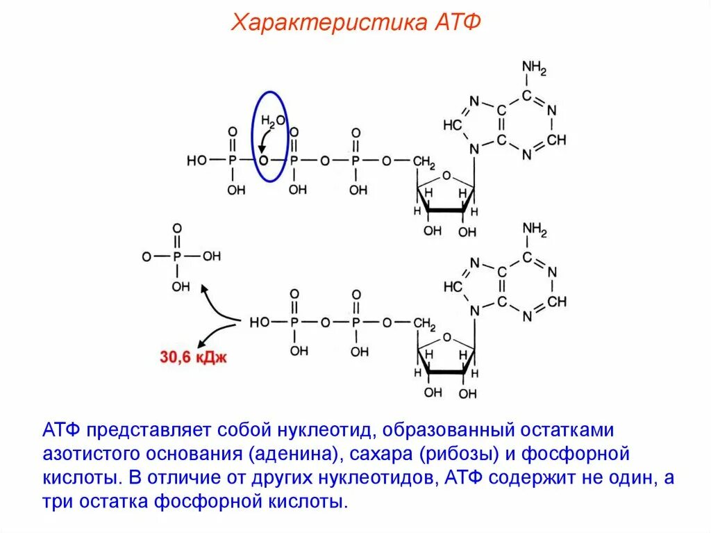 В молекулу атф входят. Молекула АТФ. Схема строения АТФ. Свойства АТФ.