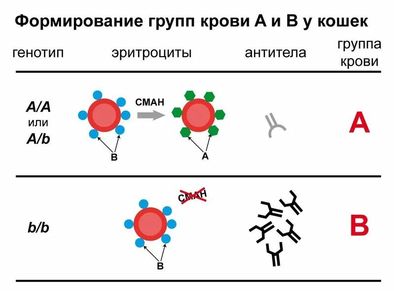 Кошачьи группы крови. Группы крови кошек совместимость. Группа крови у котов. Сколько групп крови у кошек. Группа крови у собак