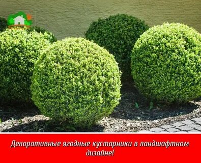 Самшит формы