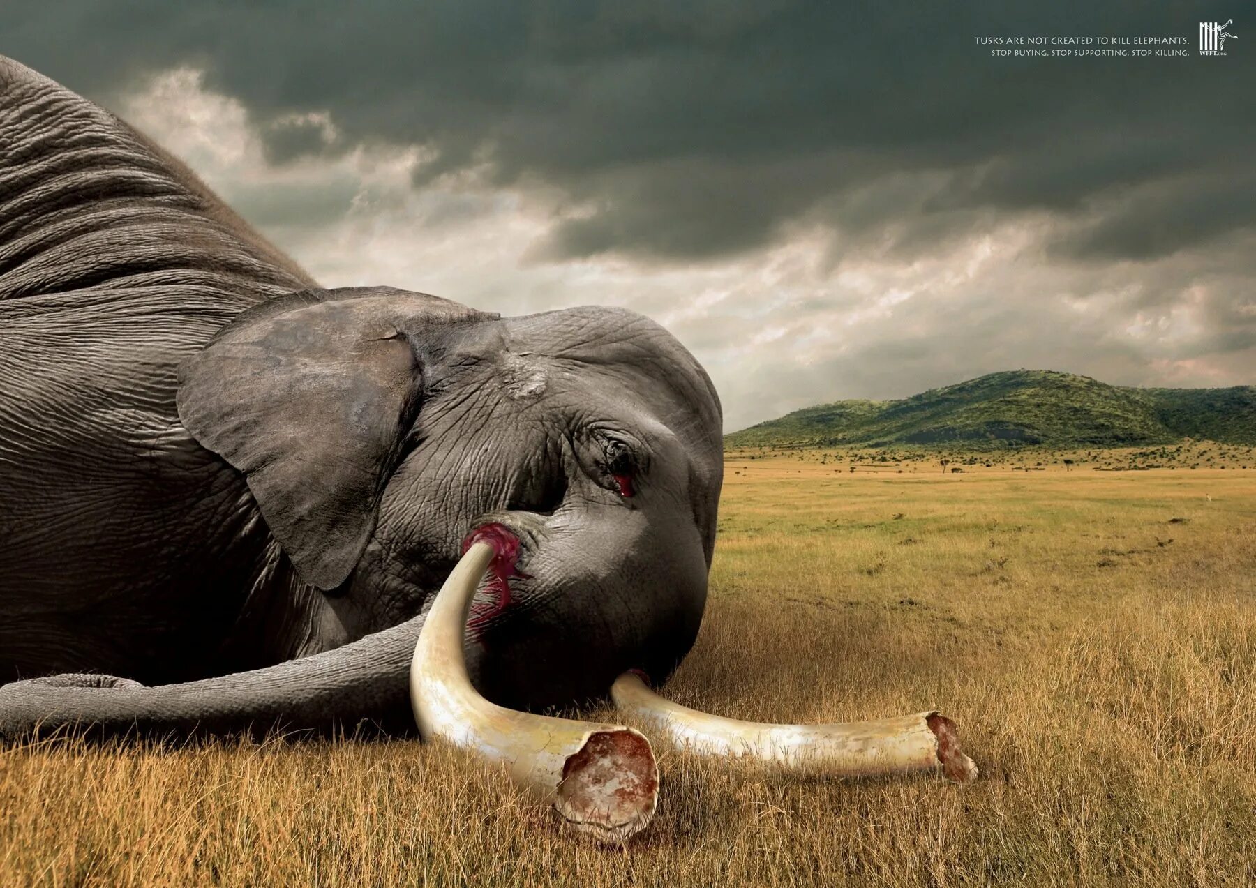 Слоник без рекламы. Бивни слона. Исчезновение животных.