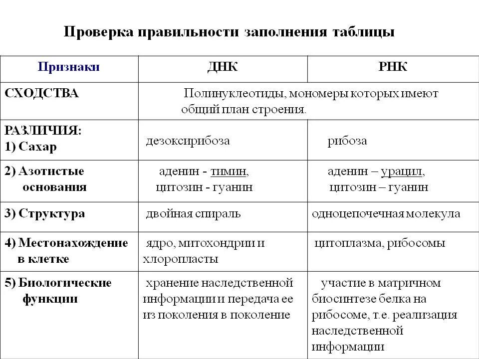 Сравнительная характеристика днк и рнк. Признаки отличия днк и рнк таблица. различия днк и рнк таблица. днк и рнк сходства и различия таблица. признаки днк и рнк таблица.