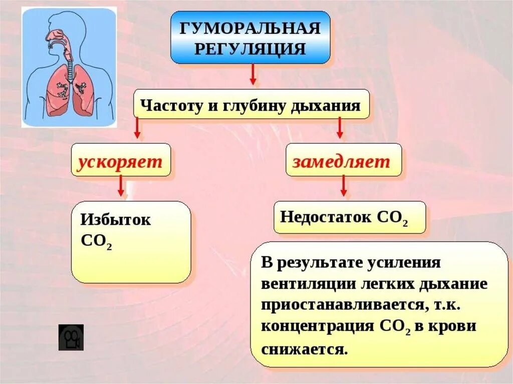 Центр произвольных дыхательных движений. Гуморальные механизмы дыхания. Дыхательные движения регуляция дыхания схема. Нейрогуморальная регуляция дыхания схема. Схема нервно гуморальной регуляции дыхания.