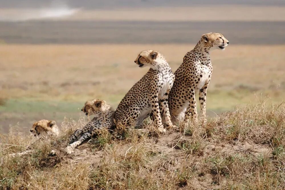 Paul Allen’s High-Tech Quest to Save the World’s Most Endangered Animals Wildlif