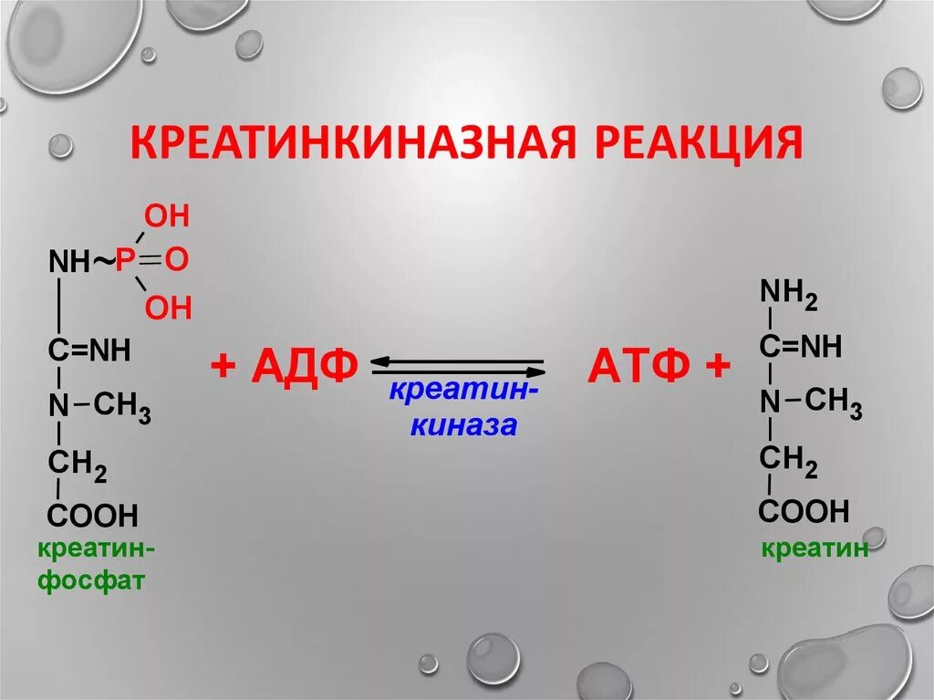 Атф фосфор. Креатинкиназная реакция. Креатинфосфатная реакция биохимия. Креатинфосфокиназная реакция. Креатин + АТФ ↔ креатинфосфат + АДФ.