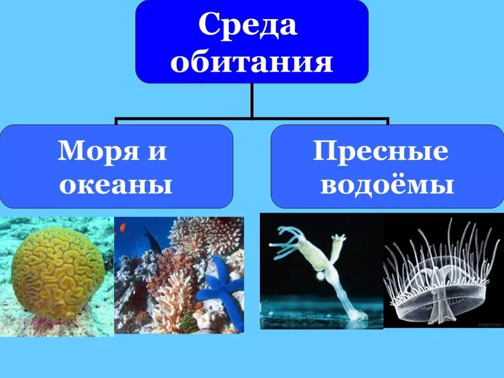 Многообразие кишечнополостных. Систематика кишечнополостных 7 класс. Среда обитания кишечнополостных. Среда обитания кишечнополостных биология. Многообразие кишечнополостных среда обитания.