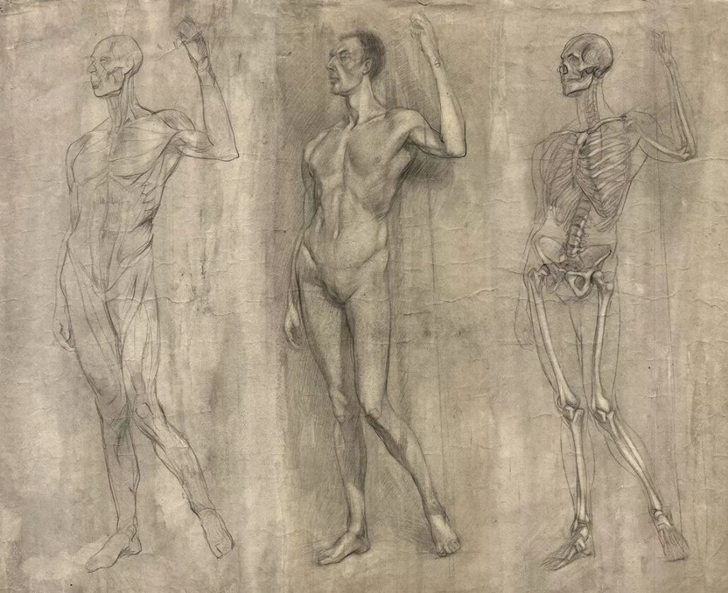 Фигура человека анатомия. Баммес анатомия. Баммес анатомия для художников портрет. Контрапост Рыжкин. Контрапост Микеланджело.