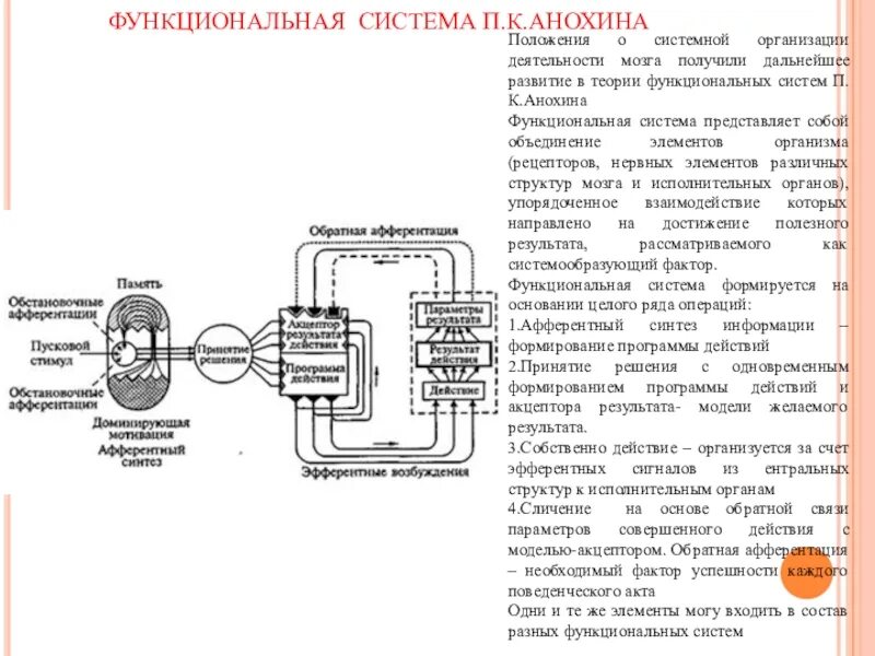 Этапы формирования функциональной системы. Теория функциональных систем п.к анохина. функциональная система по анохину. компоненты функциональной системы анохина. анохин теория функциональных систем.