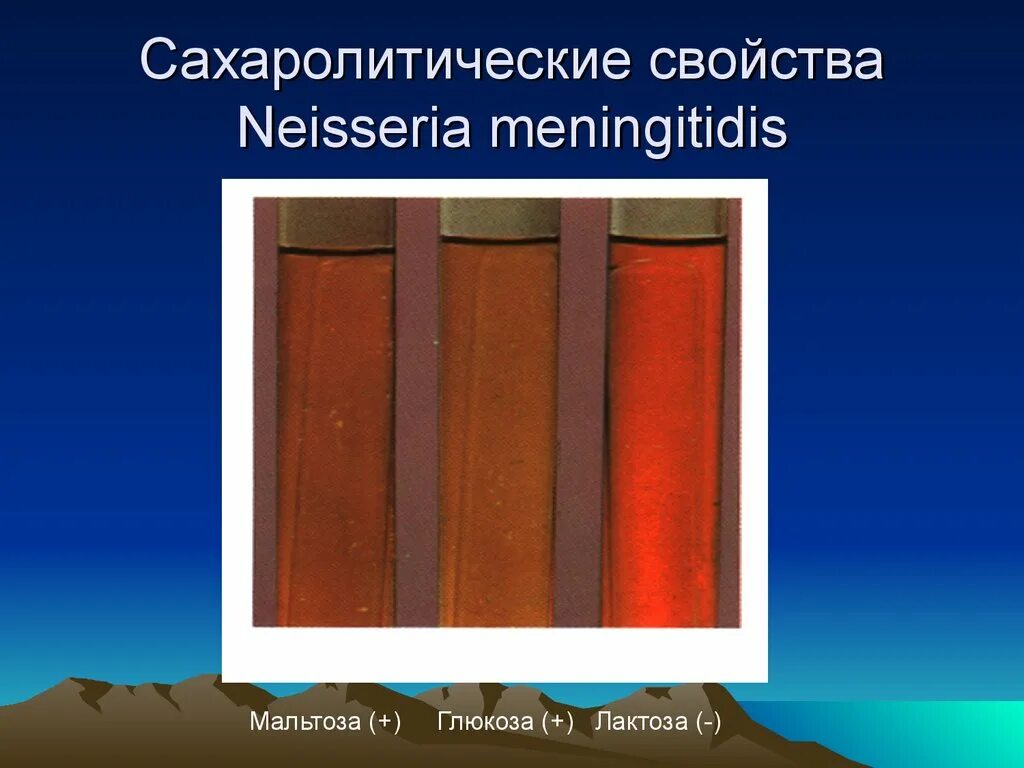 Сахаролитические свойства бактерий. Neisseria meningitidis биохимические свойства. Сахаролитические. Сахаролитические свойства микроорганизмов. Сахаролитические свойства микробиология.