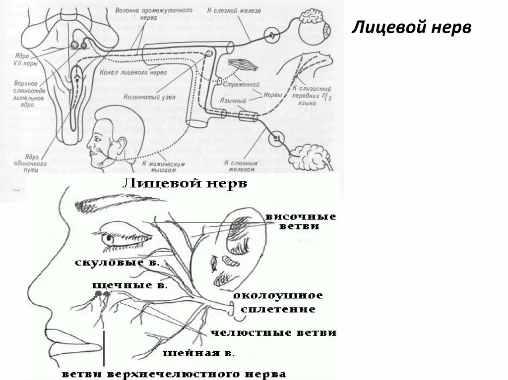 Топография лицевого нерва схема. Лицевой нерв неврология схема. Схема иннервации лицевого нерва. Лицевой нерв путь схема неврология.