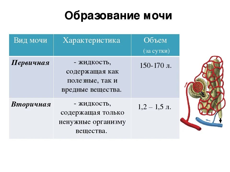 Схема образования первичной и вторичной мочи 8 класс биология. Биология 8 первичная моча. Состав и функции первичной мочи. Схема образования первичной и вторичной мочи 8 класс.