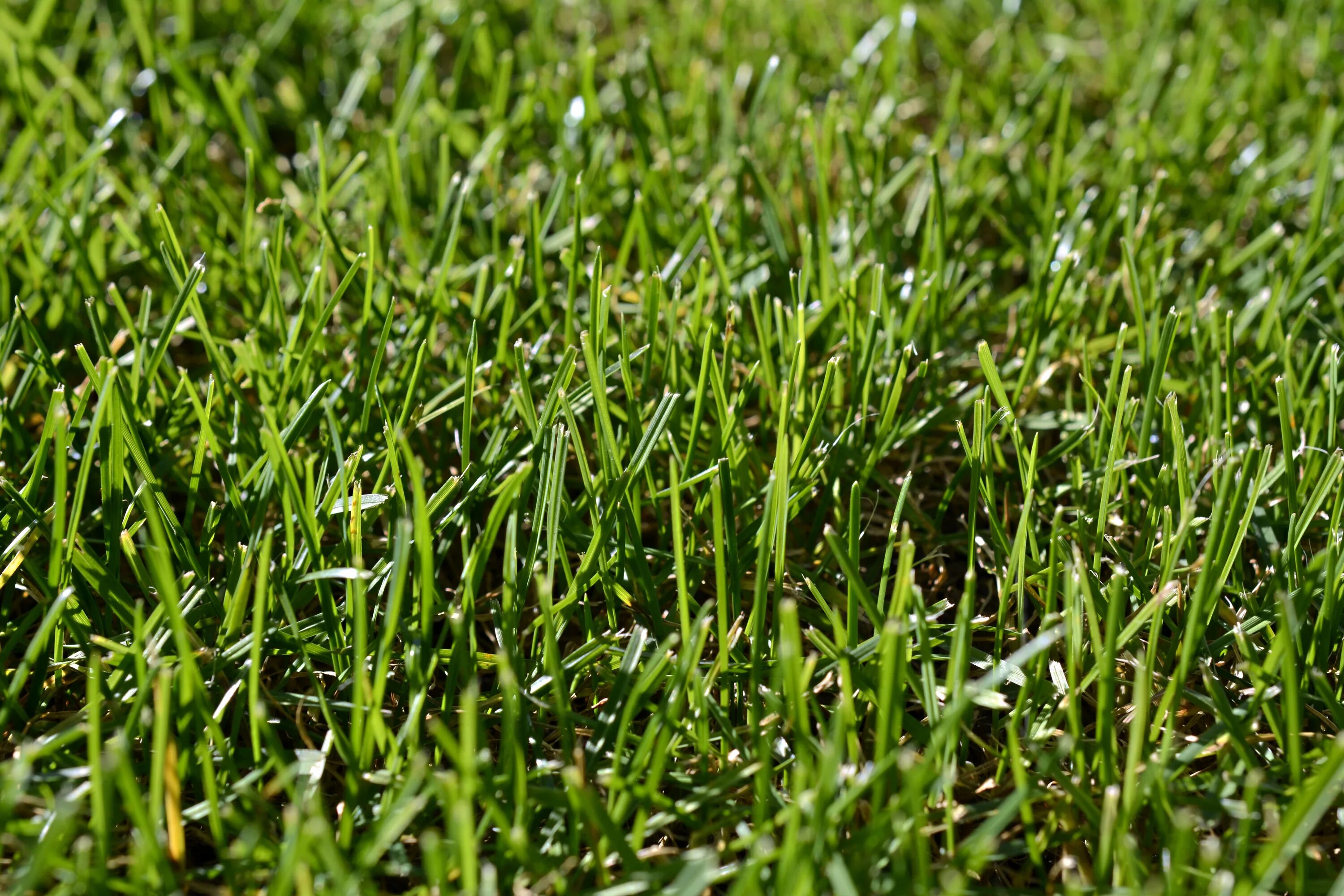 Трава зелена вопрос. Зеленая трава. Трава фон. Трава поверхность. Трава близко.
