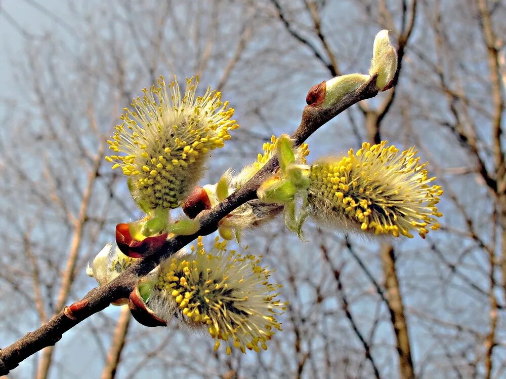 Ива козья фото. Ива козья бредина. ива козья (бредина) – salix caprea. ива козья, бредина – salix caprea l.. ива козья (ракита).