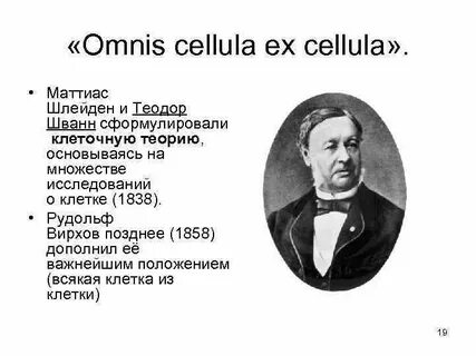 Шлейден и шванн сформулировали