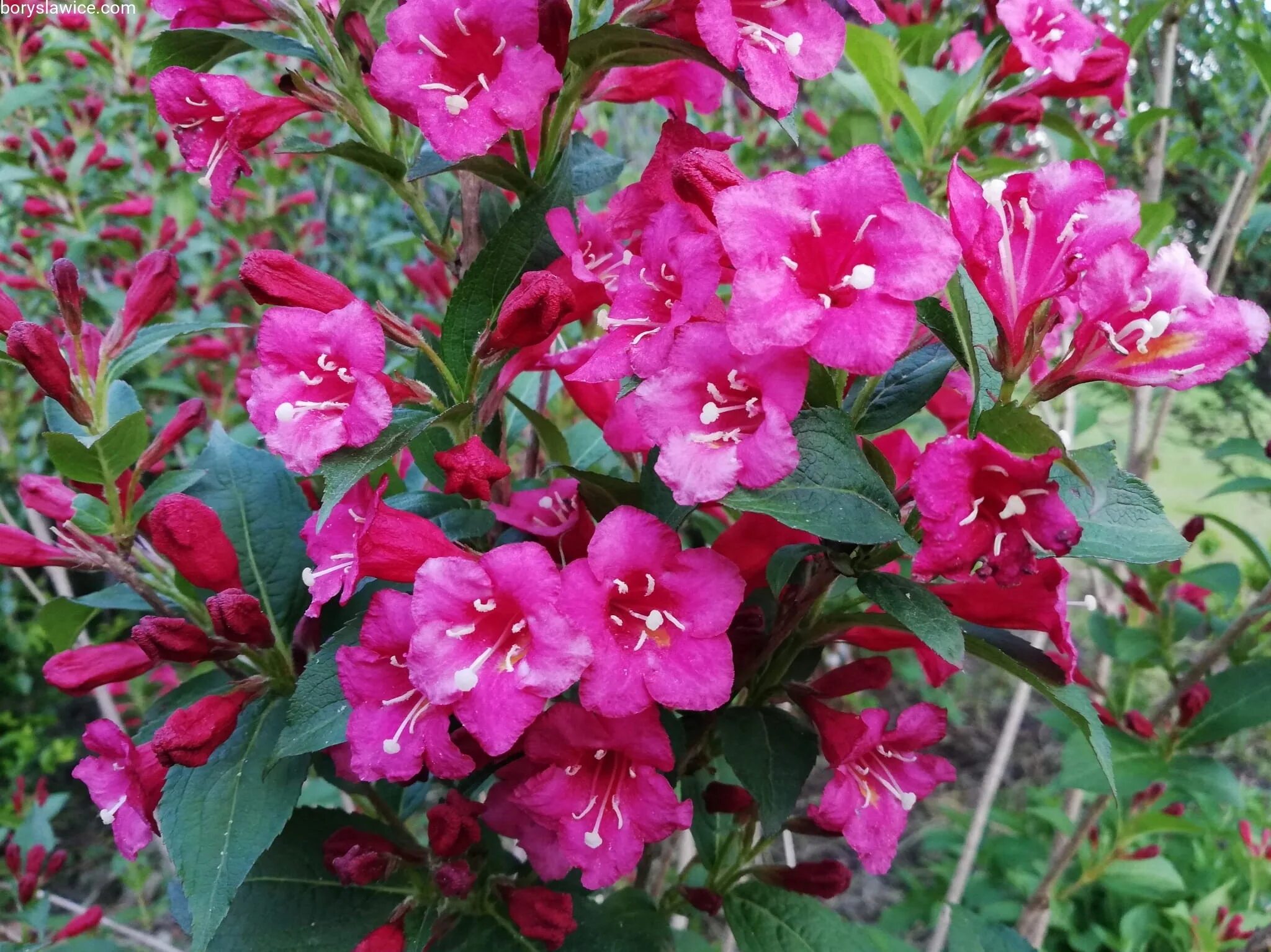 Вейгела бригелла. Вейгела бристоль руби (bristol ruby). Вейгела цветущая бристоль руби. Вейгела бристоль. Вейгела гибридная bristol ruby.