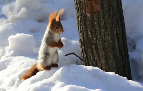 Природа зима животные