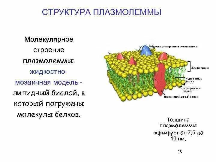 Цитолемма это. Клеточная мембрана цитолемма. Состав клеточной плазмолеммы таблица. Основные функции плазмолеммы гистология. Функции плазмолеммы гистология.