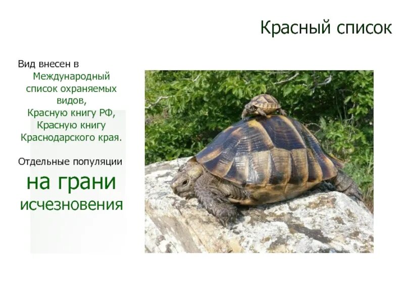 Красная книга о черепахе. Красная книга о черепахе. Средиземноморская черепаха красная книга. Слоновая черепаха красная книга краткое описание. Средиземноморская черепаха никольского.