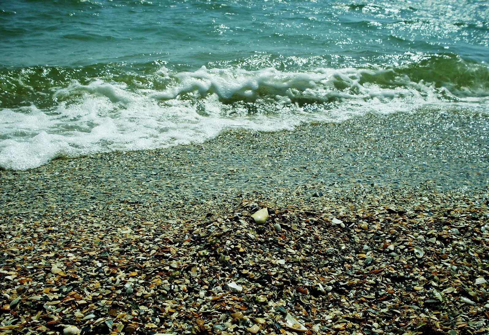 Которая называется в черном море. Черное море. черное море название. богатства черного моря. разнообразие черного моря.