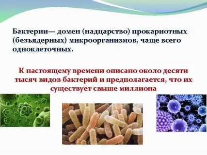 Бактерии относятся к безъядерным организмам или