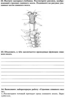 Тест спинной мозг 8 класс с ответами