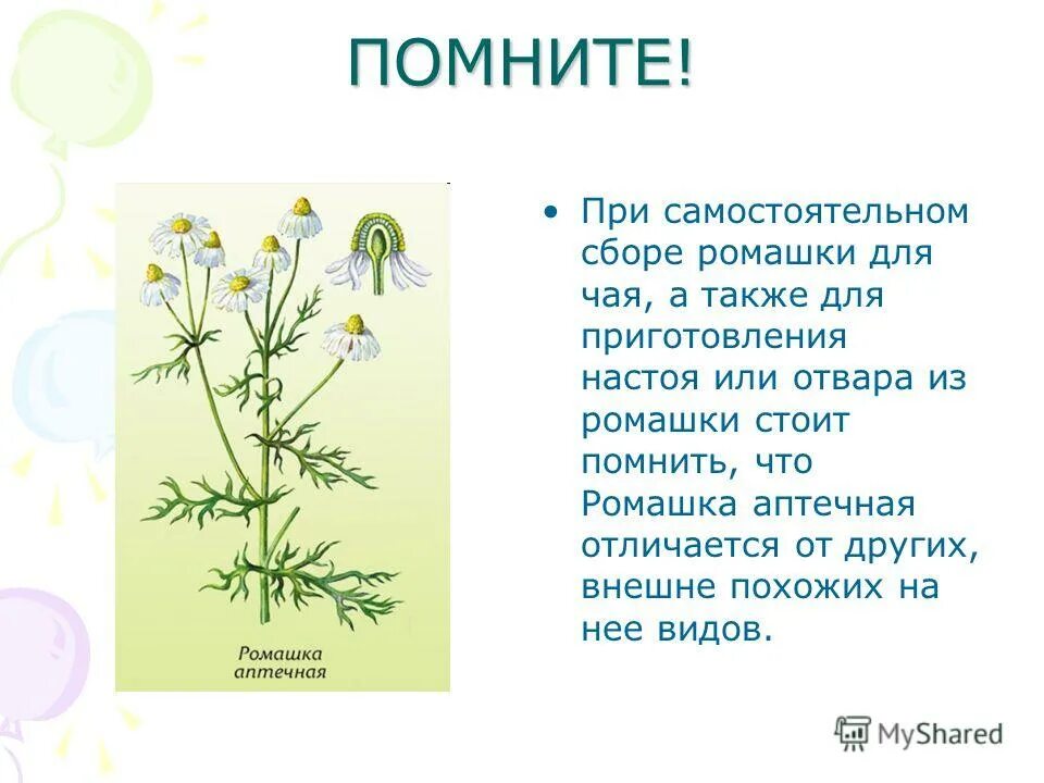 Ромашка аптечная растение. Ромашка аптечная описание. Полезное растение Ромашка. Ромашка лекарственная описание. Ромашка лекарственная тип питания