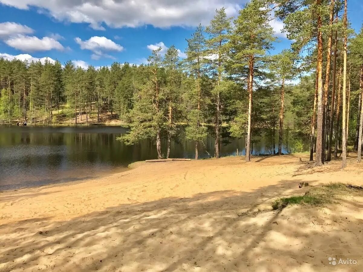 Озеро лесное красногорск. Лесное озеро глубокое. Лесное озеро казань. Торсуновское озеро очерский. Лесное озеро глубокое.