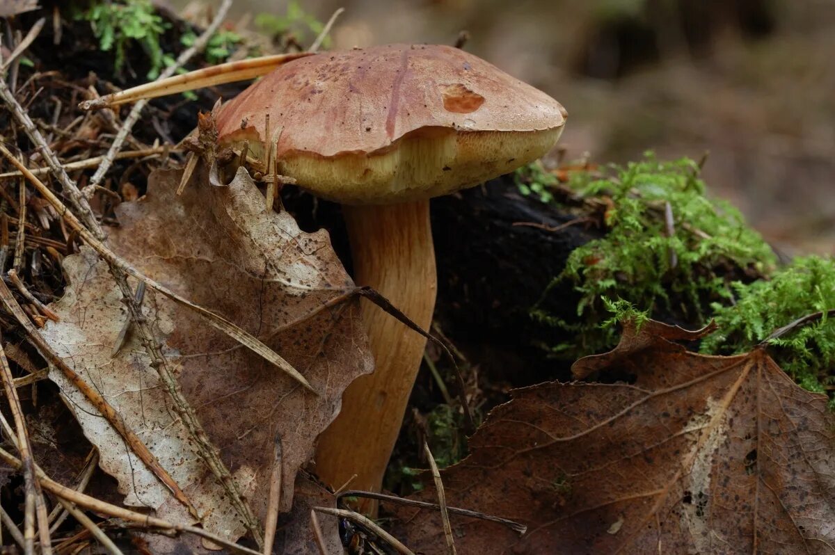 грибы беларусь фото