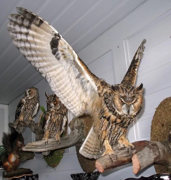 Чучело совы. Чучело филина. Чучело совы. Чучела совы. Чучело филина.