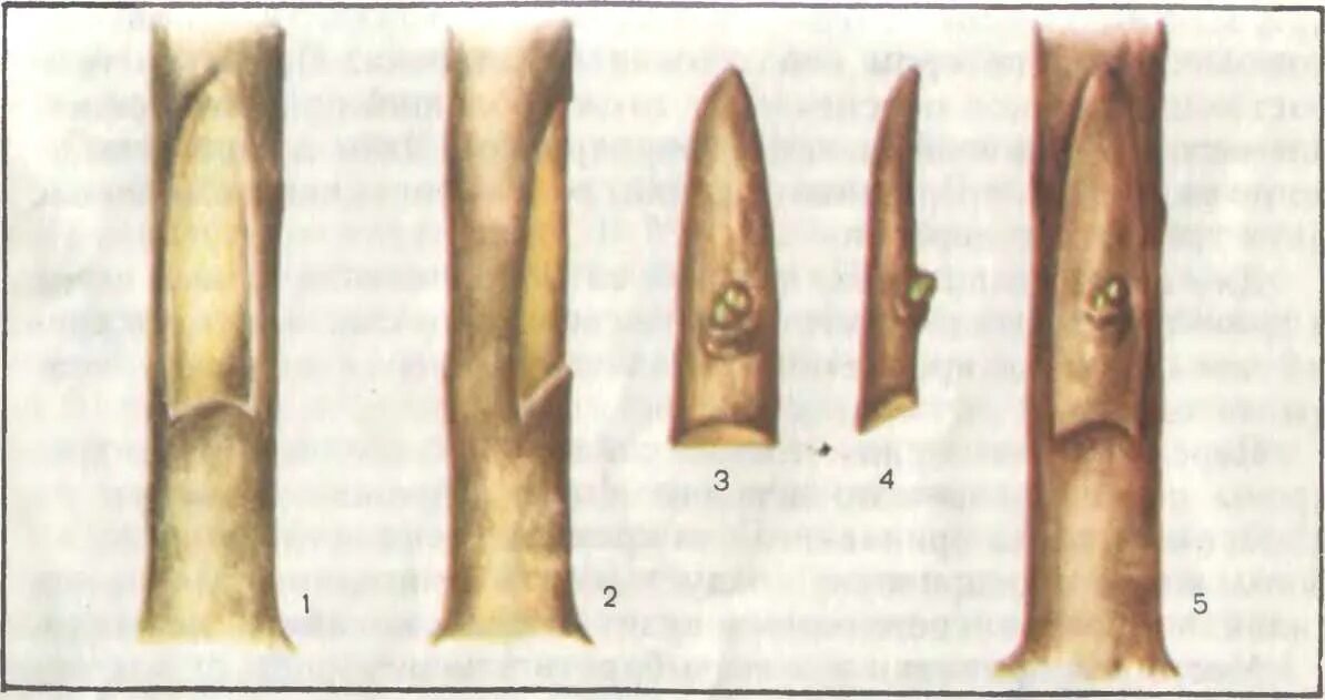 Подвои окулировка яблони. Прививка почкой (глазком) — окулировка. Окулировка почкой плодовых. Прививка подвой привой. Прививка почкой какое время