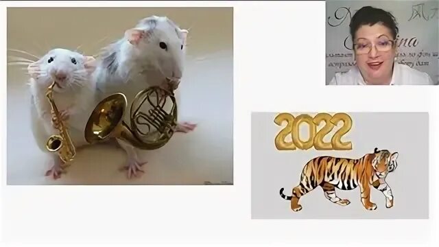 Крыса зодиак. Крыса ксюша фото. Восточный гороскоп. Крыса 2022. Крыса 2022.