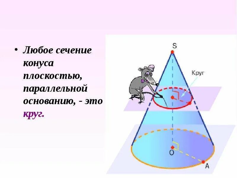 Сечение параллельное основанию является. Сечение конуса плоскостью параллельной основанию. Сечение параллельное основанию конуса. Сечение параллельное оси конуса. Сечение конуса плоскостью, параллельной основанию, есть.