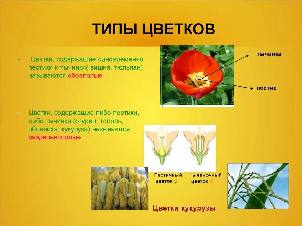 Цветки содержащие и пестик и тычинки