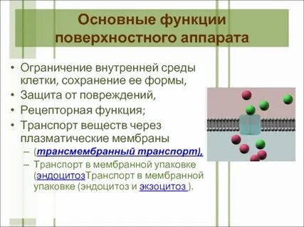 Поверхностный белок